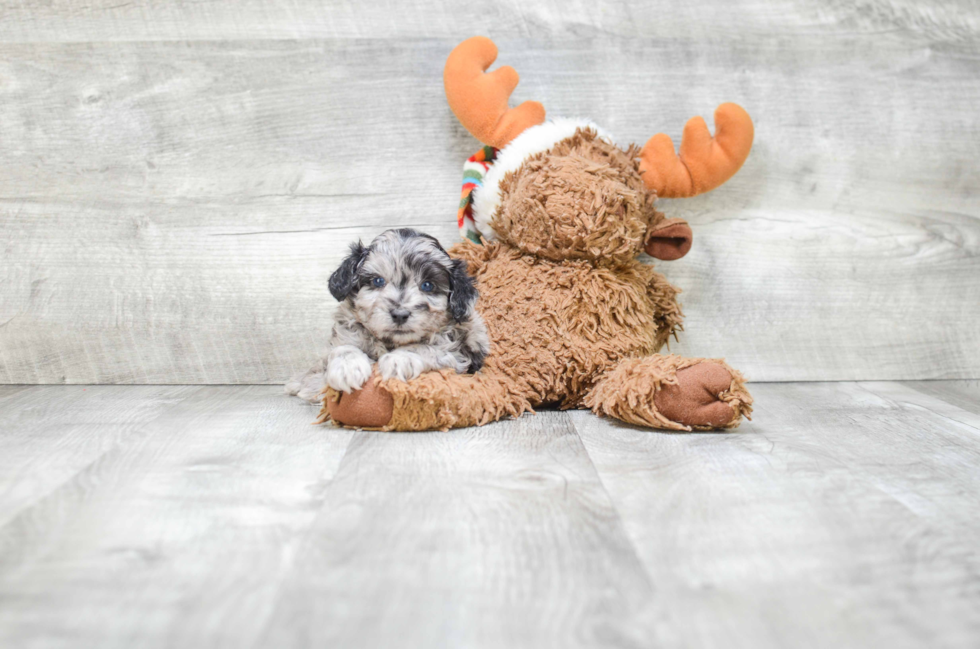 Hypoallergenic Aussiepoo Poodle Mix Puppy