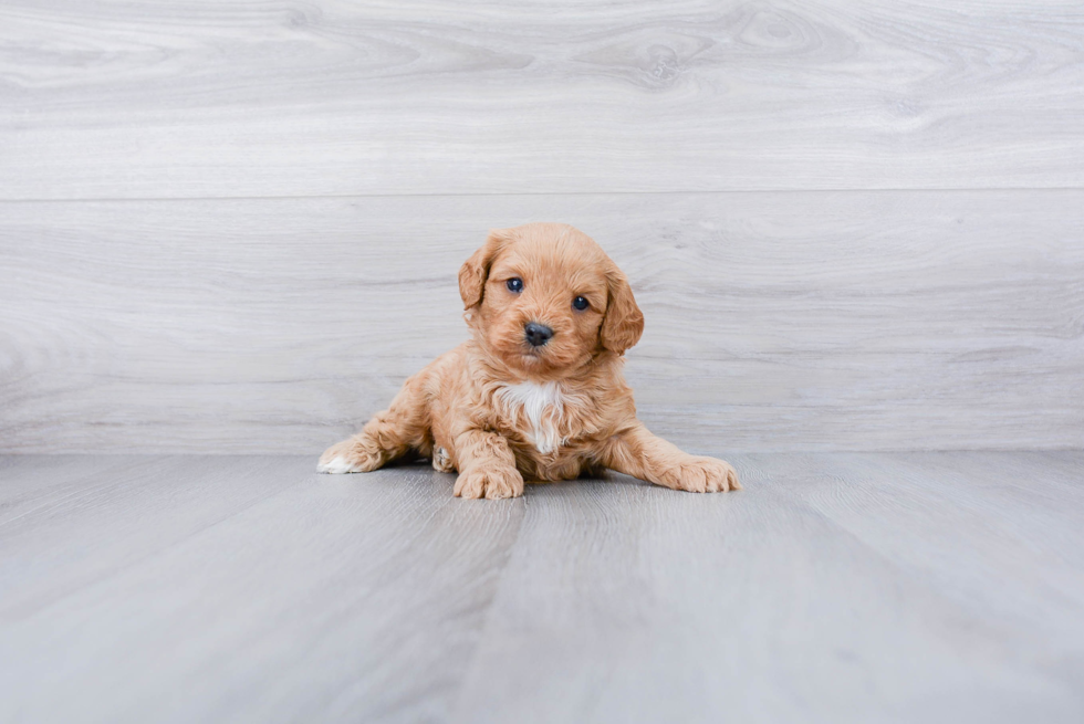 Cute Cavapoo Baby