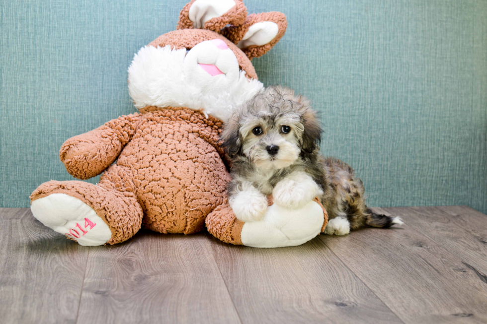 Energetic Havanese Purebred Puppy