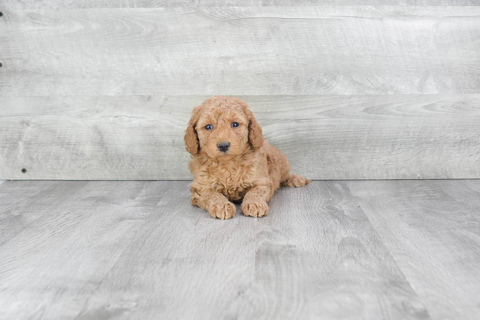 Mini Goldendoodle Puppy for Adoption