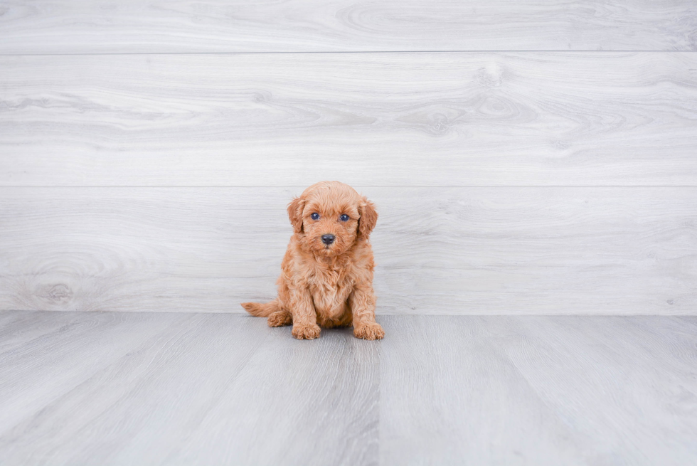 Adorable Golden Retriever Poodle Mix Puppy