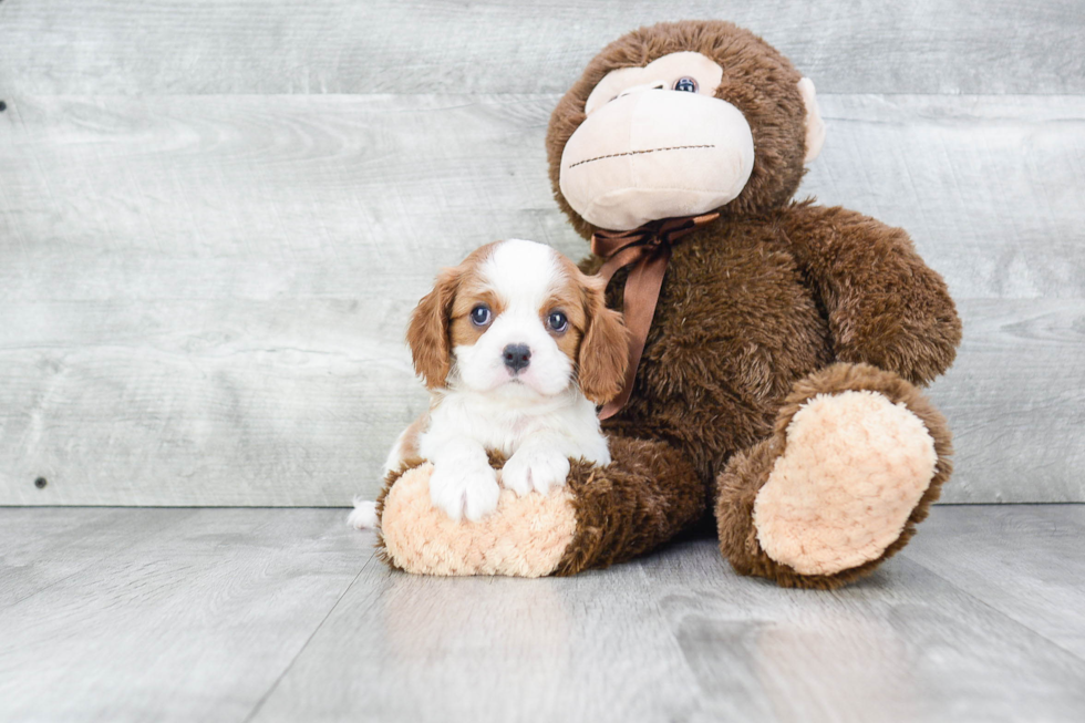 Playful Cavalier King Charles Spaniel Baby