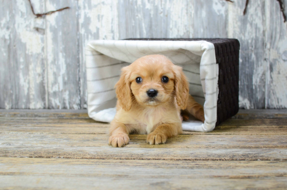 Funny Cavalier King Charles Spaniel Purebred Pup