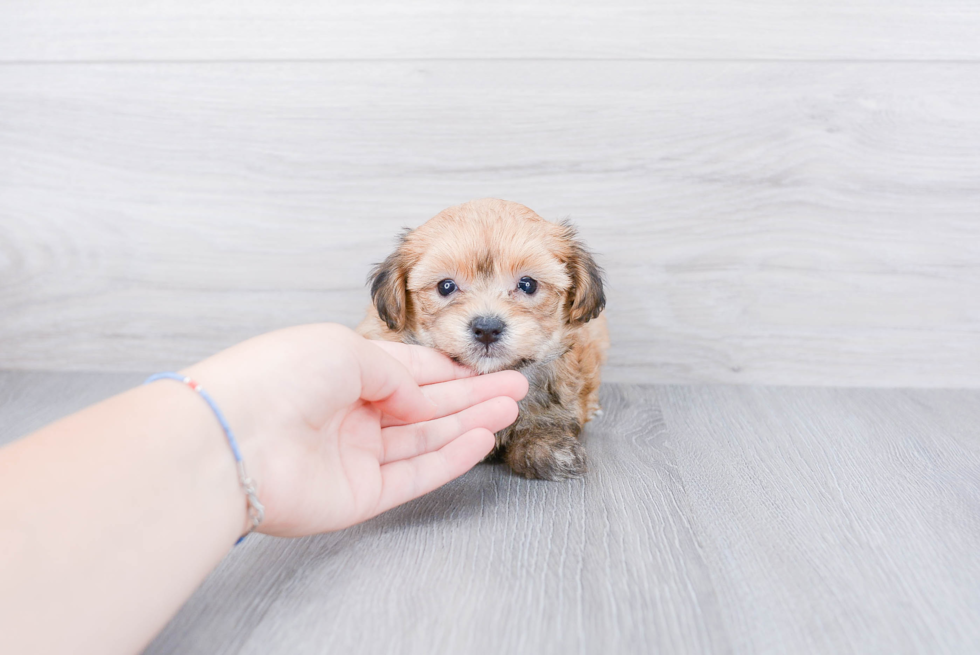 Best Morkie Baby