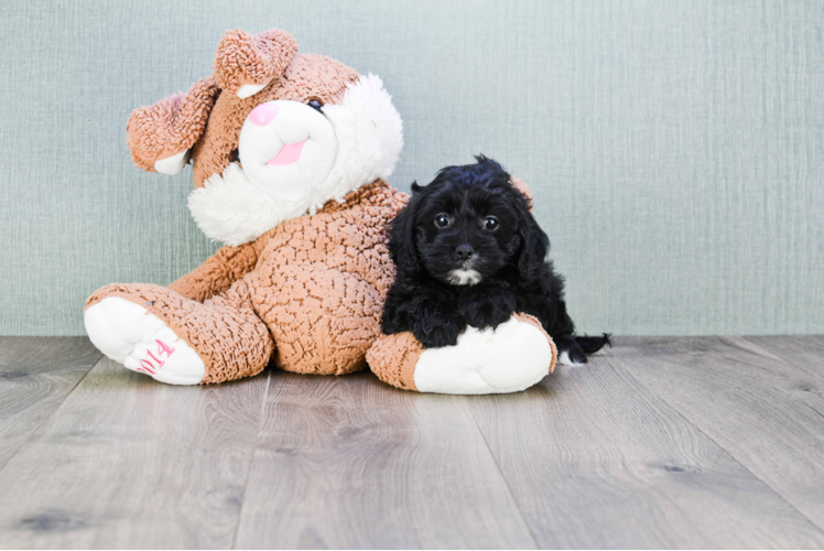 Happy Cavapoo Baby