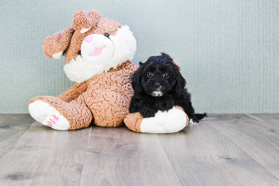 Happy Cavapoo Baby