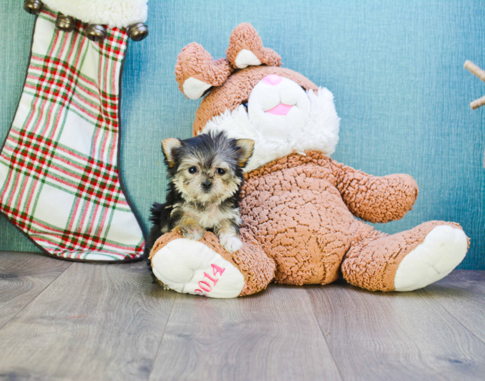 Cute Morkie Baby