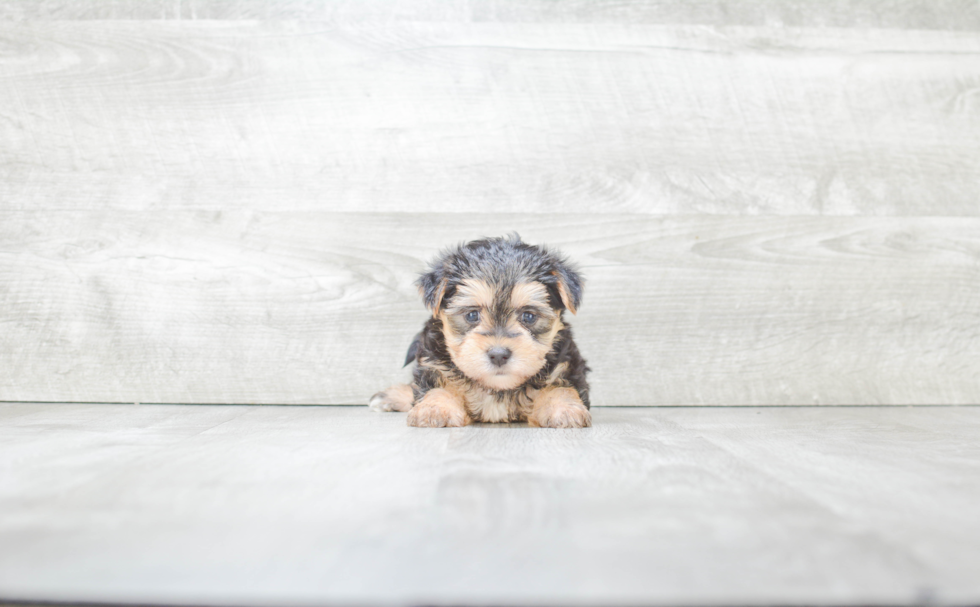 Morkie Puppy for Adoption