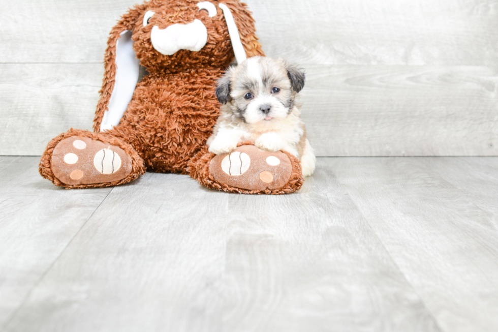 Popular Teddy Bear Designer Pup