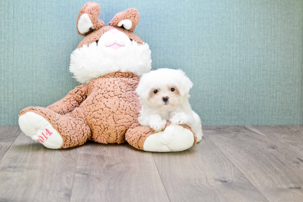 Energetic Maltese Purebred Puppy