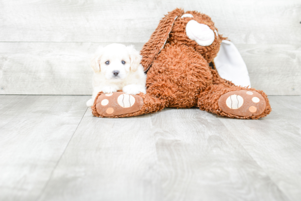 Best Cavapoo Baby