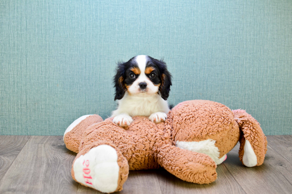 Cavalier King Charles Spaniel Puppy for Adoption