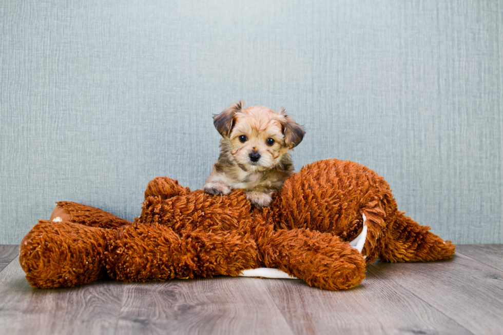 Morkie Puppy for Adoption