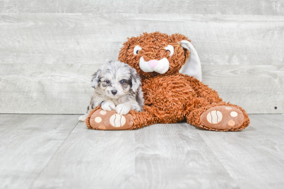 Cute Mini Aussiedoodle Baby