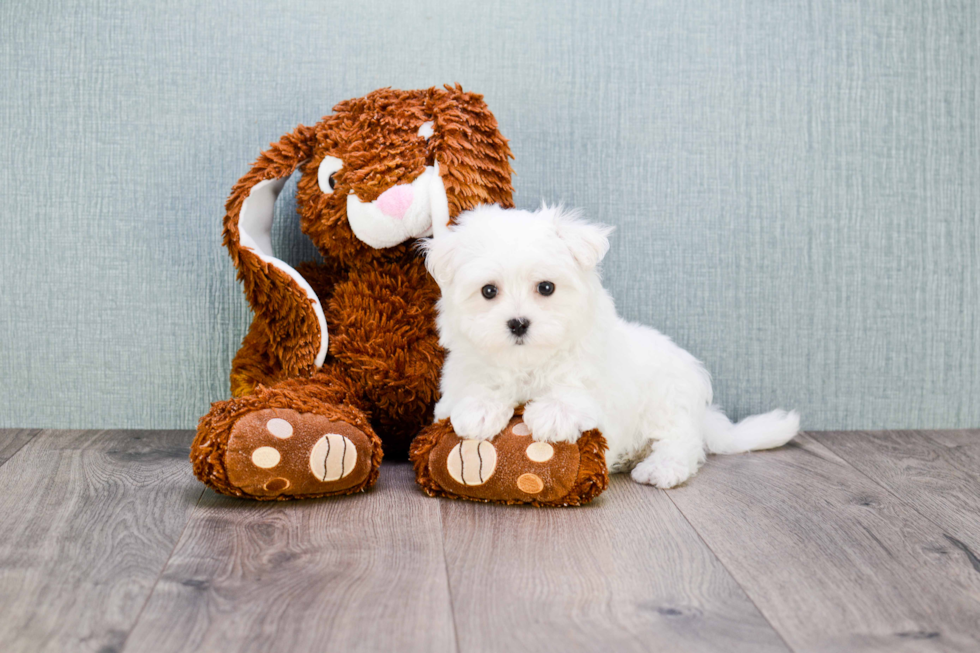 Maltese Pup Being Cute