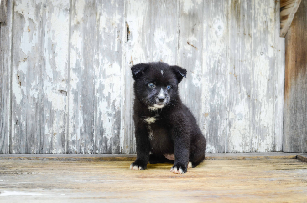 Best Pomsky Baby