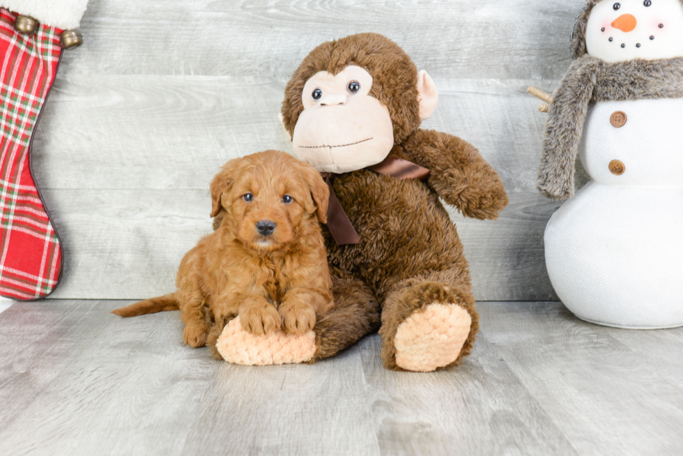 Best Mini Goldendoodle Baby