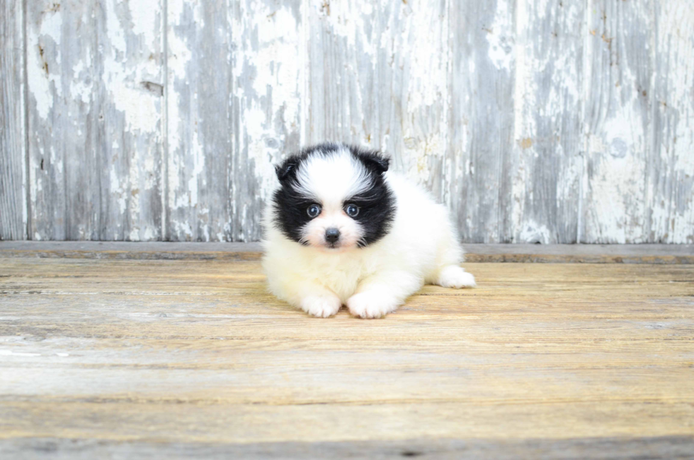 Pomeranian Pup Being Cute