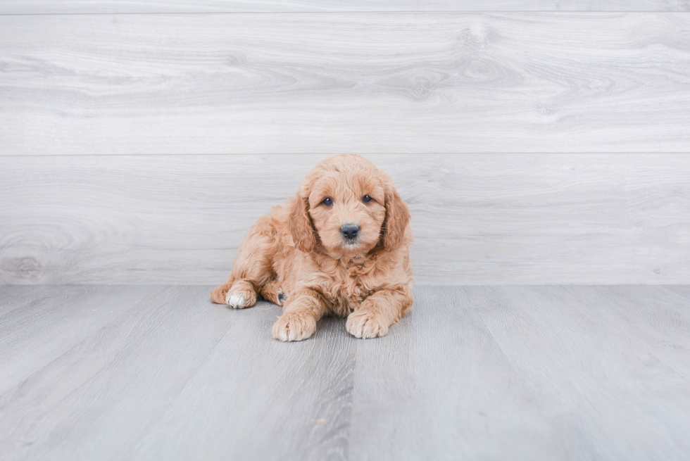 Friendly Mini Goldendoodle Baby