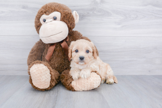 Cavachon Pup Being Cute