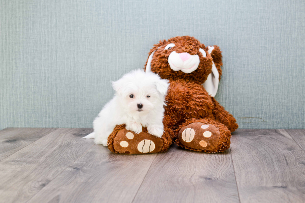 Maltese Puppy for Adoption