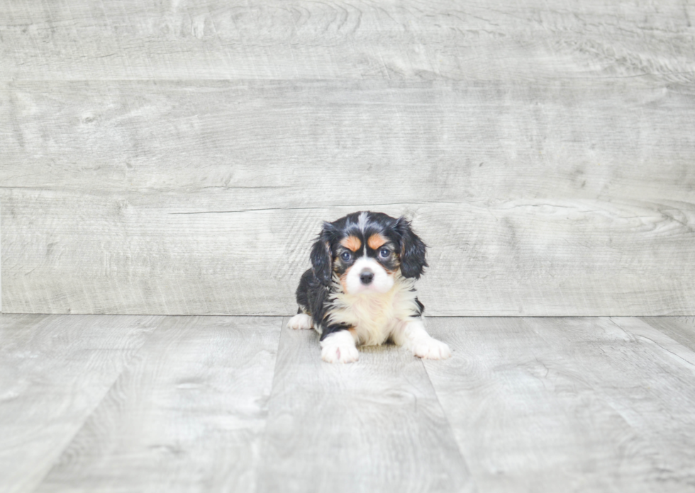 Fluffy Cavalier King Charles Spaniel Purebred Puppy