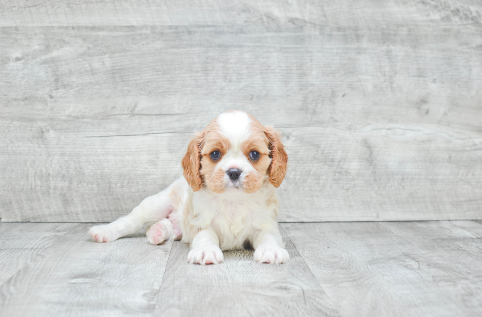 Cavalier King Charles Spaniel Pup Being Cute