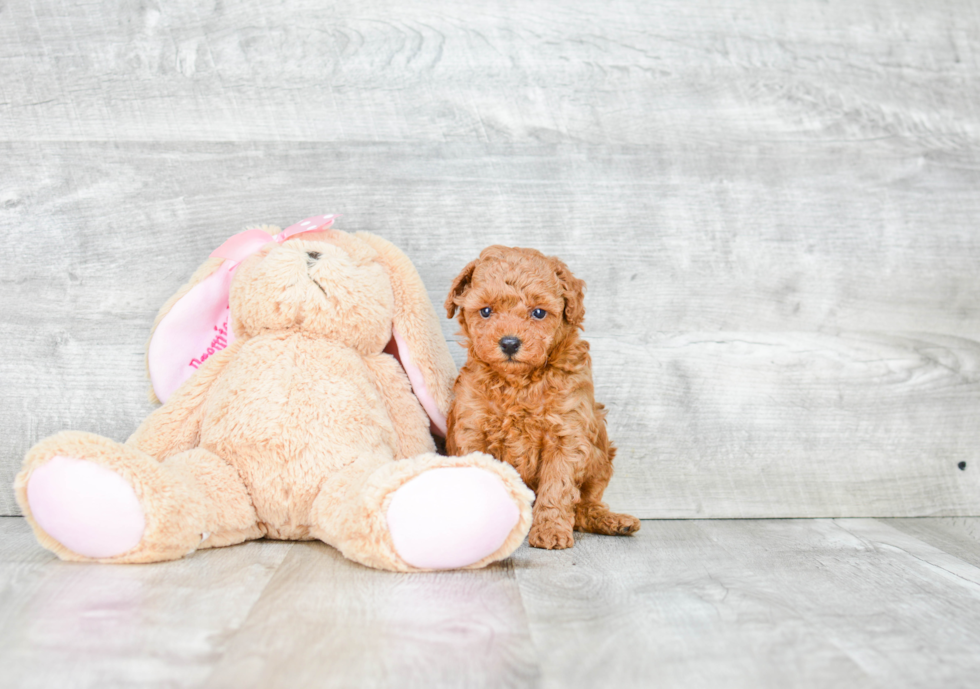 Adorable Pudle Purebred Puppy