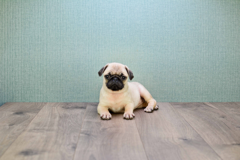 Playful Pug Baby