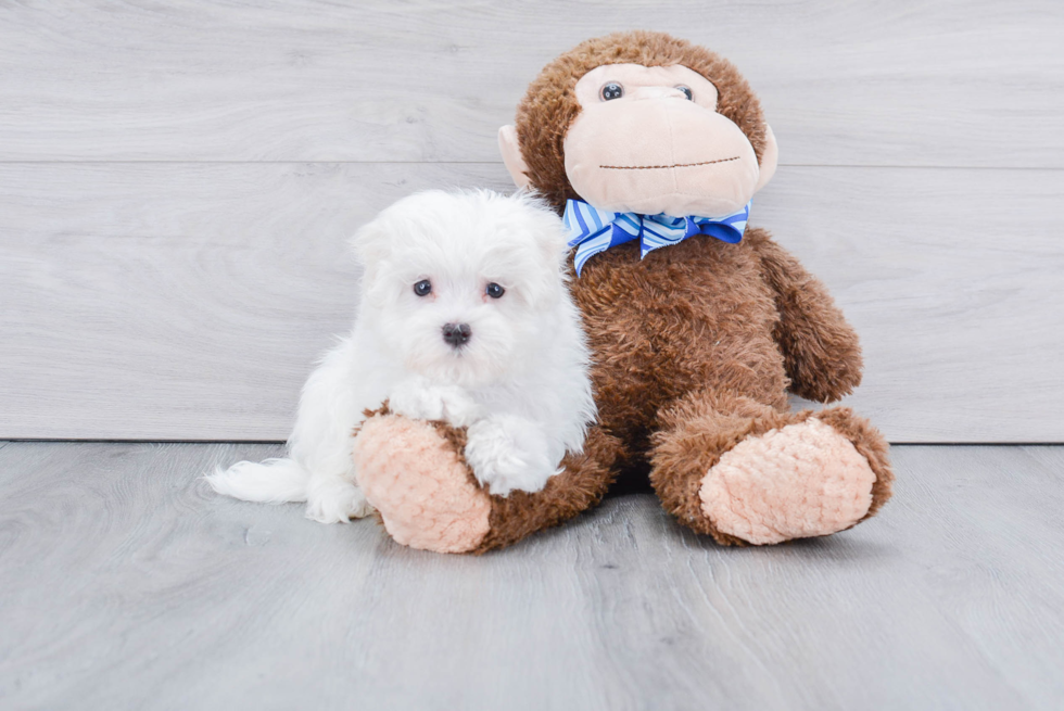 Playful Maltese Baby