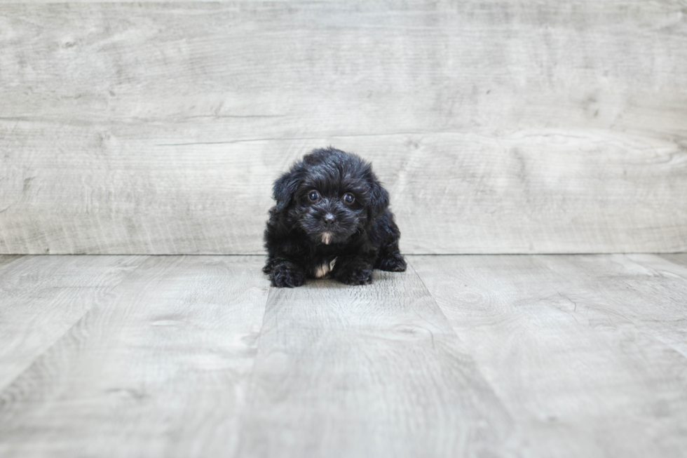 Friendly Yorkie Poo Baby