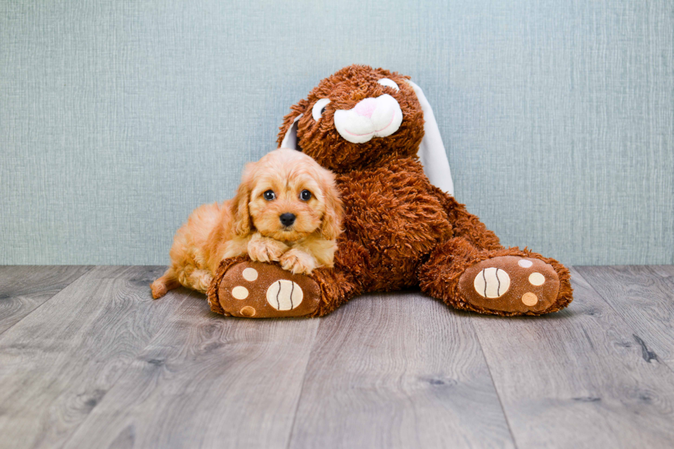 Happy Cavapoo Baby