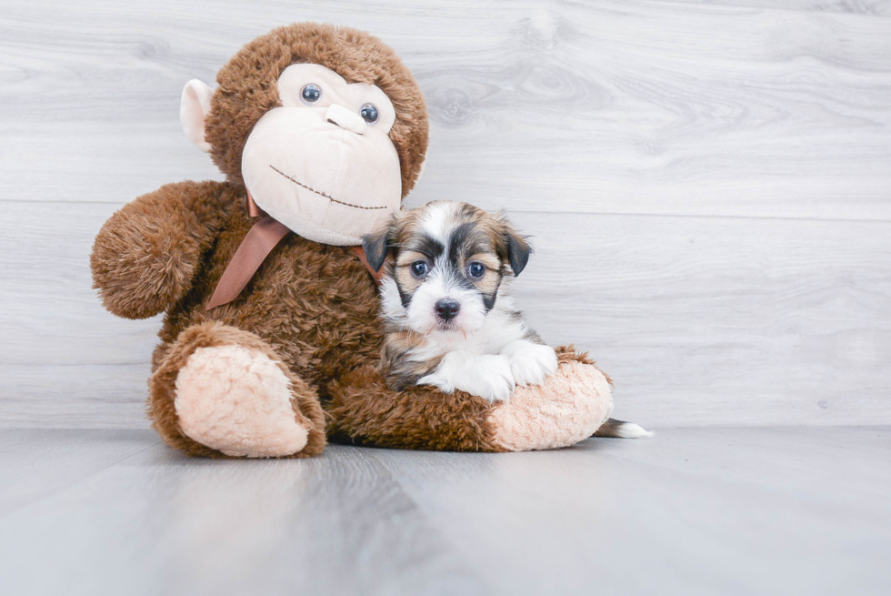 Friendly Havanese Baby