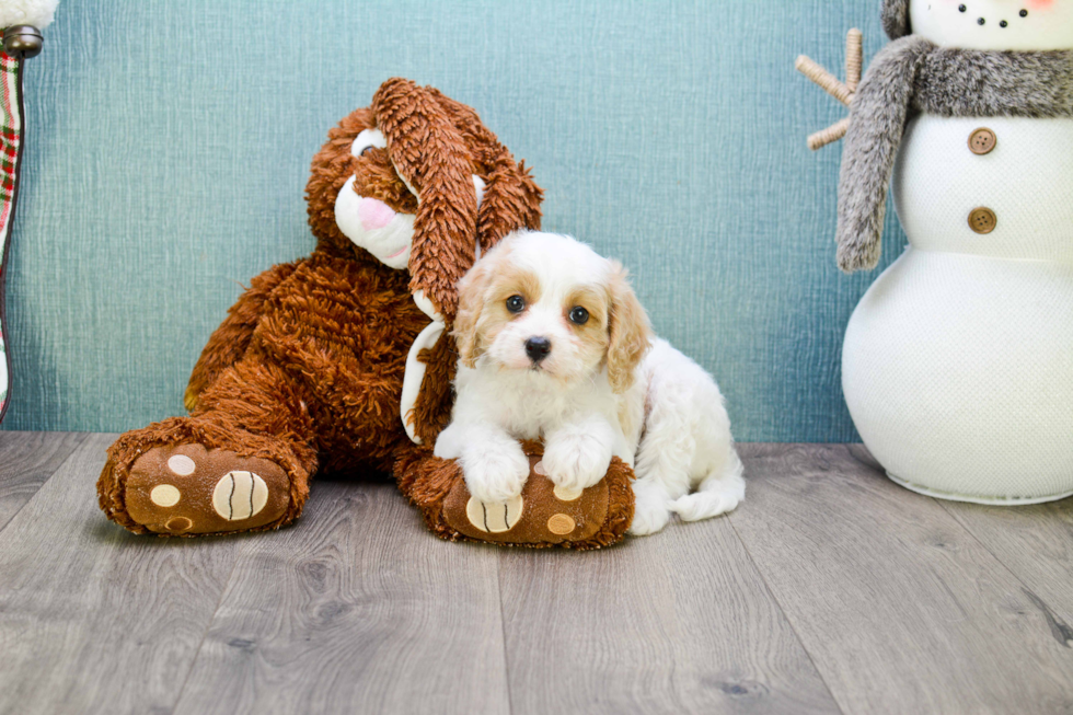 Best Cavachon Baby