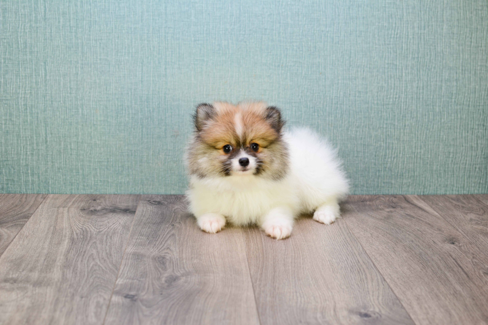 Pomeranian Pup Being Cute