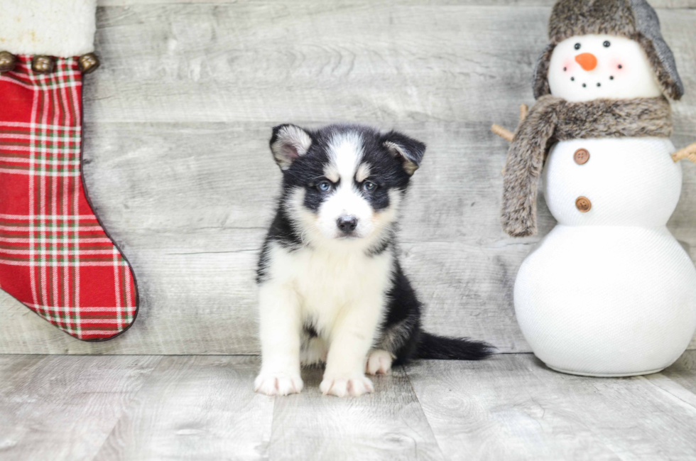 Hypoallergenic Mini Husky Designer Puppy