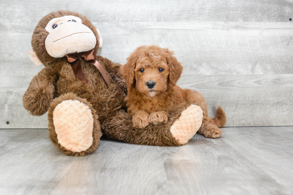 Mini Goldendoodle Puppy for Adoption