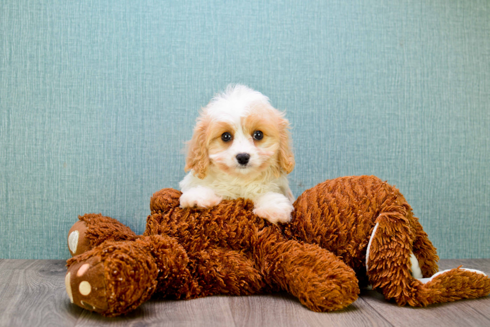 Cavachon Puppy for Adoption