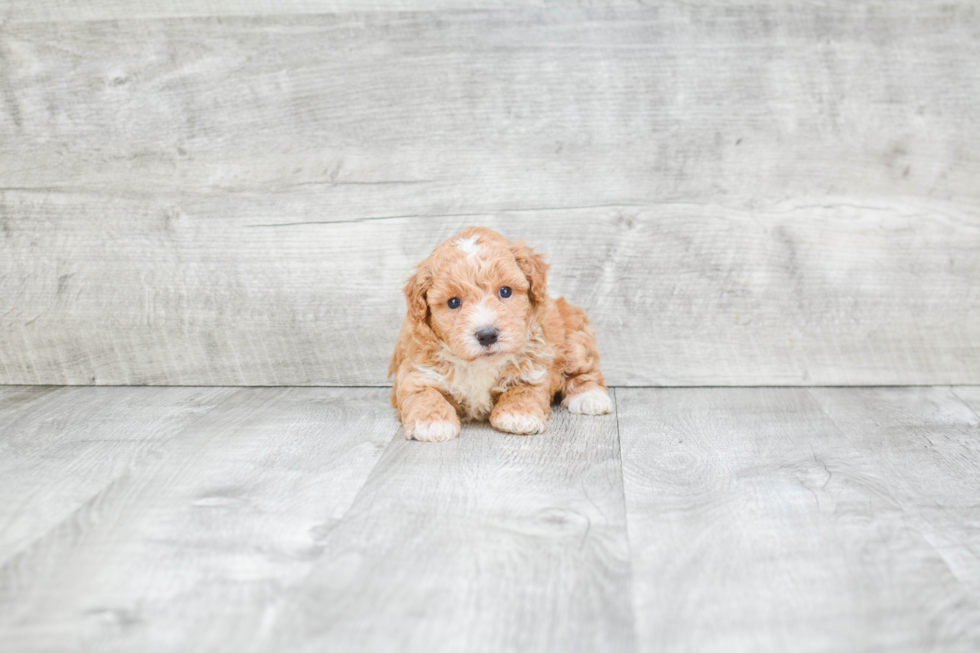 Fluffy Maltipoo Poodle Mix Pup