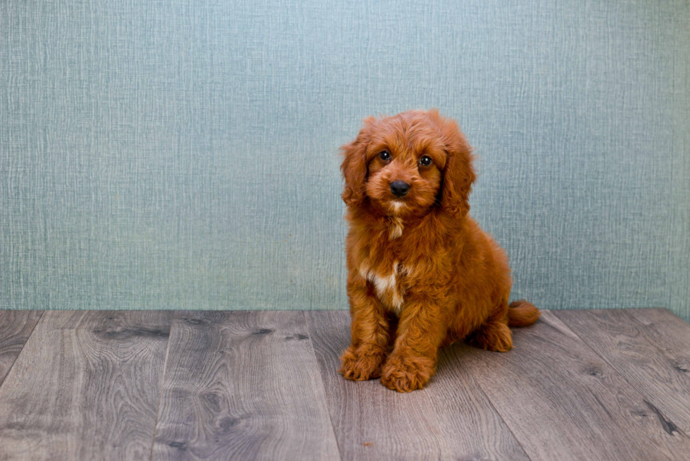 Mini Goldendoodle Pup Being Cute