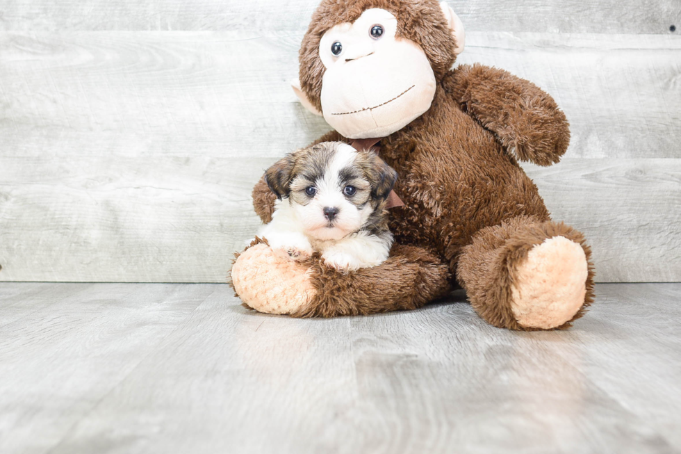 Friendly Teddy Bear Baby