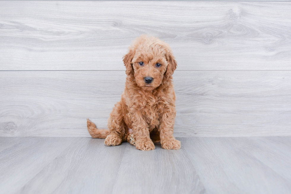 Best Mini Goldendoodle Baby