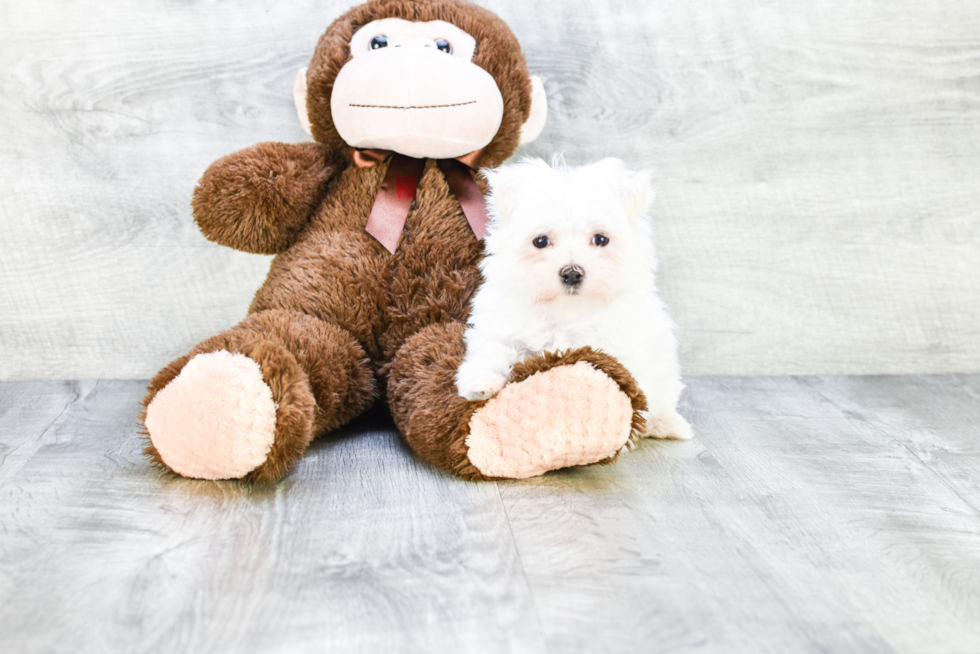 Maltese Pup Being Cute