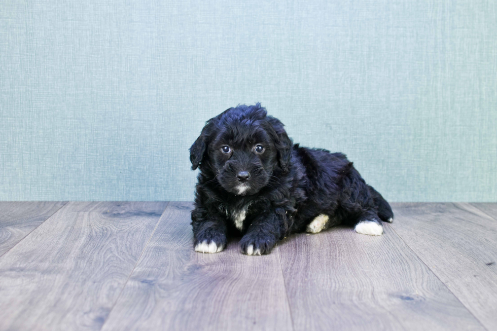 Mini Bernedoodle Pup Being Cute