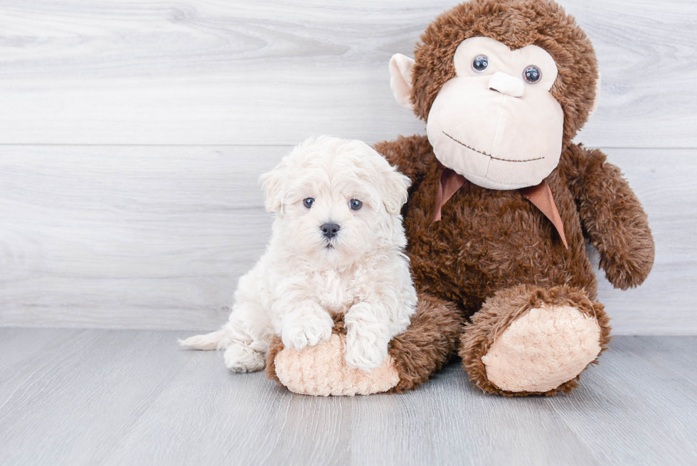 Little Maltepoo Poodle Mix Puppy