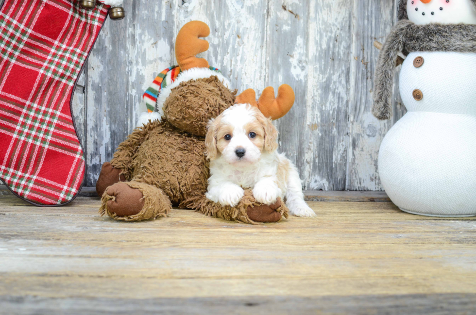 Little Cavoodle Poodle Mix Puppy