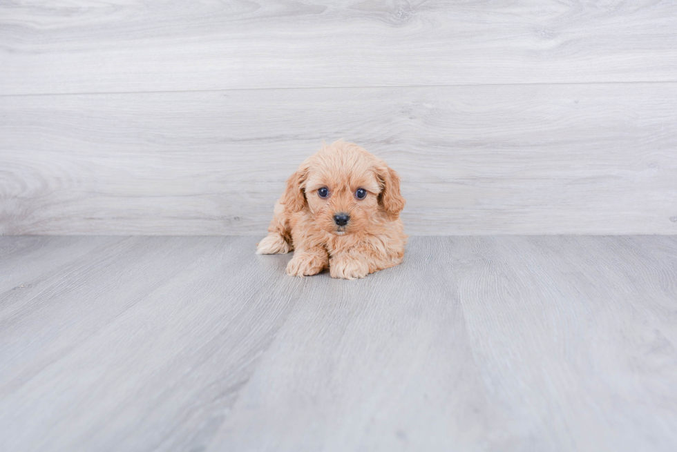 Smart Cavapoo Poodle Mix Pup