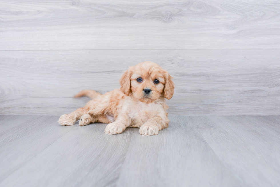 Playful Cavoodle Poodle Mix Puppy