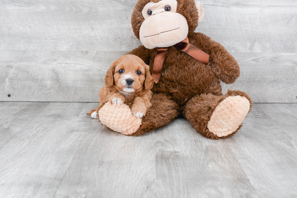 Popular Cavapoo Poodle Mix Pup