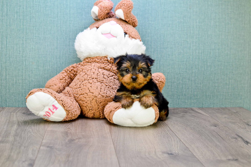 Meet Timmy - our Yorkshire Terrier Puppy Photo 